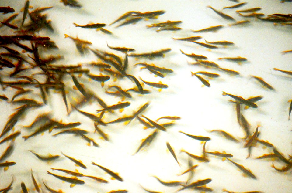 Juvenile Atlantic salmon