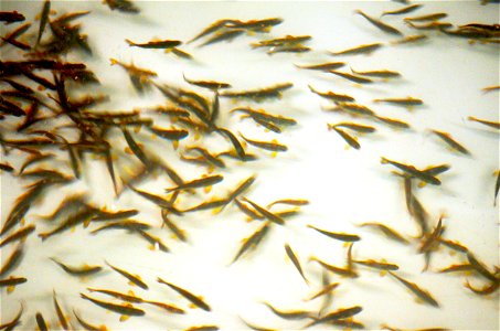 Juvenile Atlantic salmon