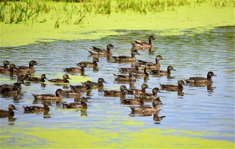 Brood of Blue-winged Teal on Stanley WPA Lake Andes Wetland Management District South Dakota