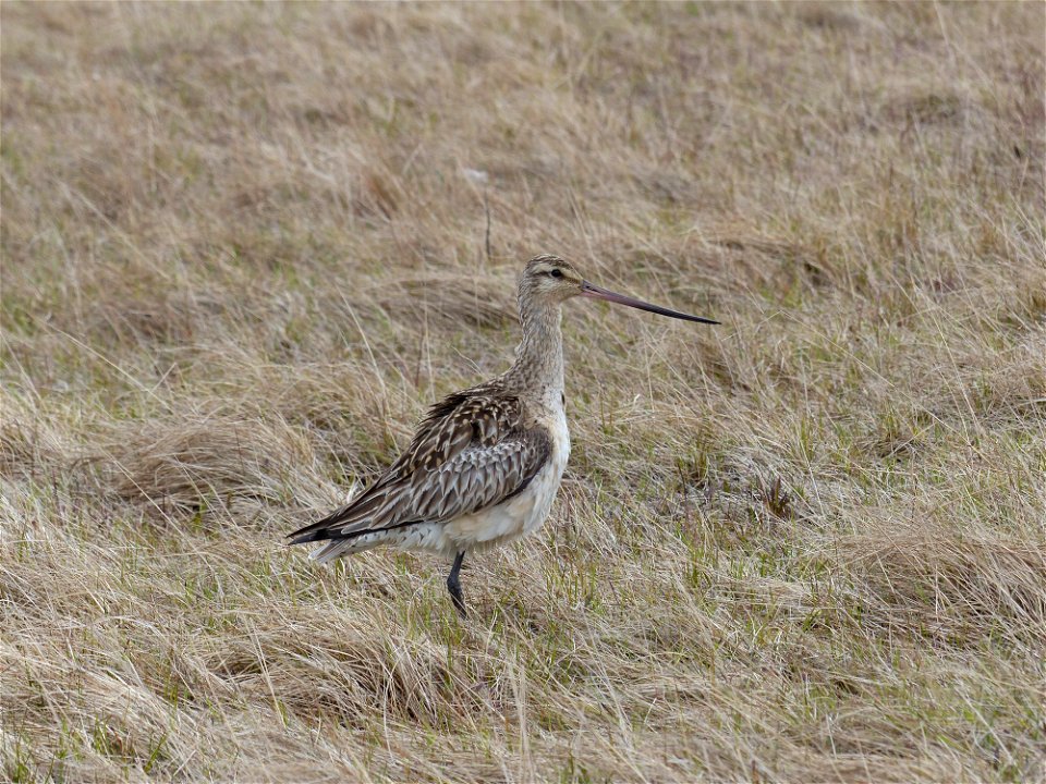 Bar-tailed Godwit