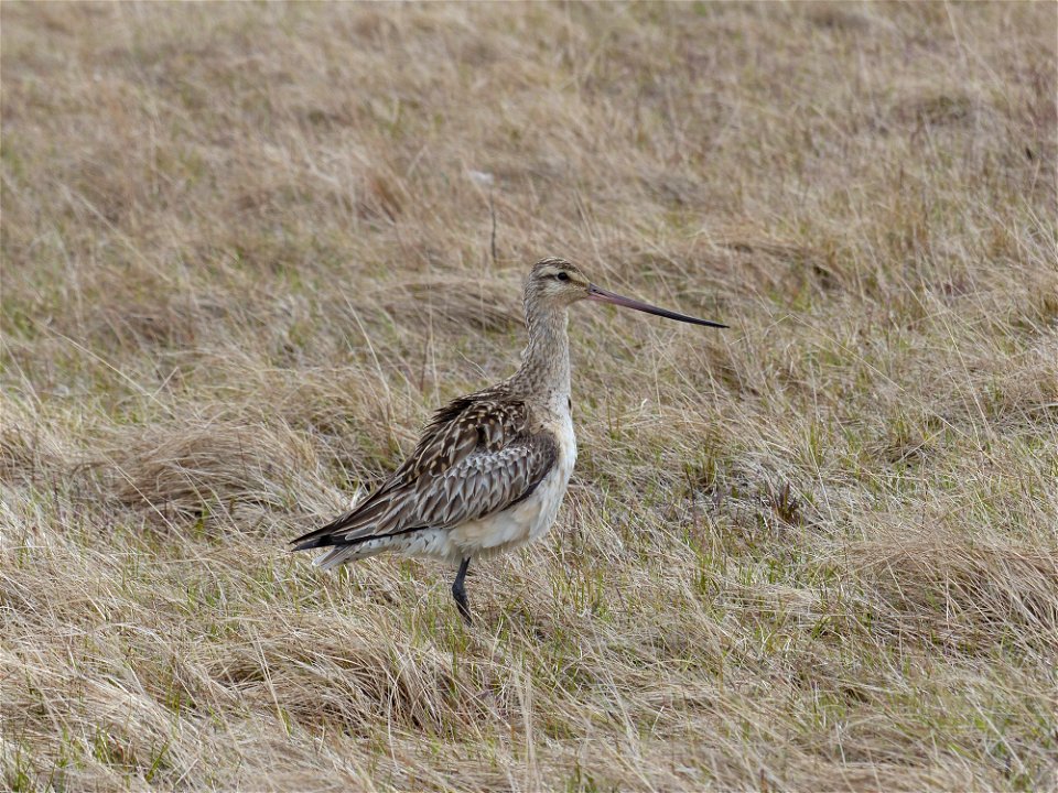 Bar-tailed Godwit photo