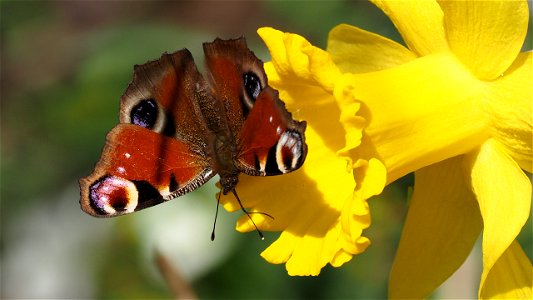 Tagpfauenauge (Aglais io) an einer Osterglocke