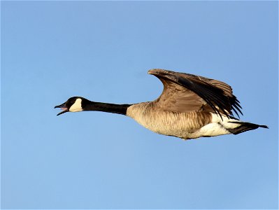 Canada goose at Seedskadee National Wildlife Refuge