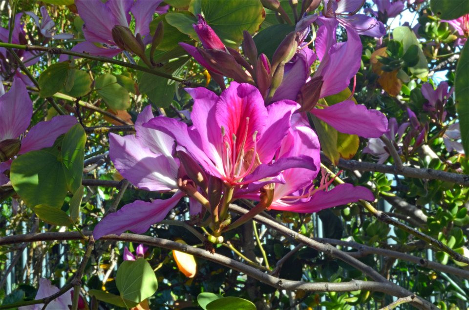 Purple Orchid Tree