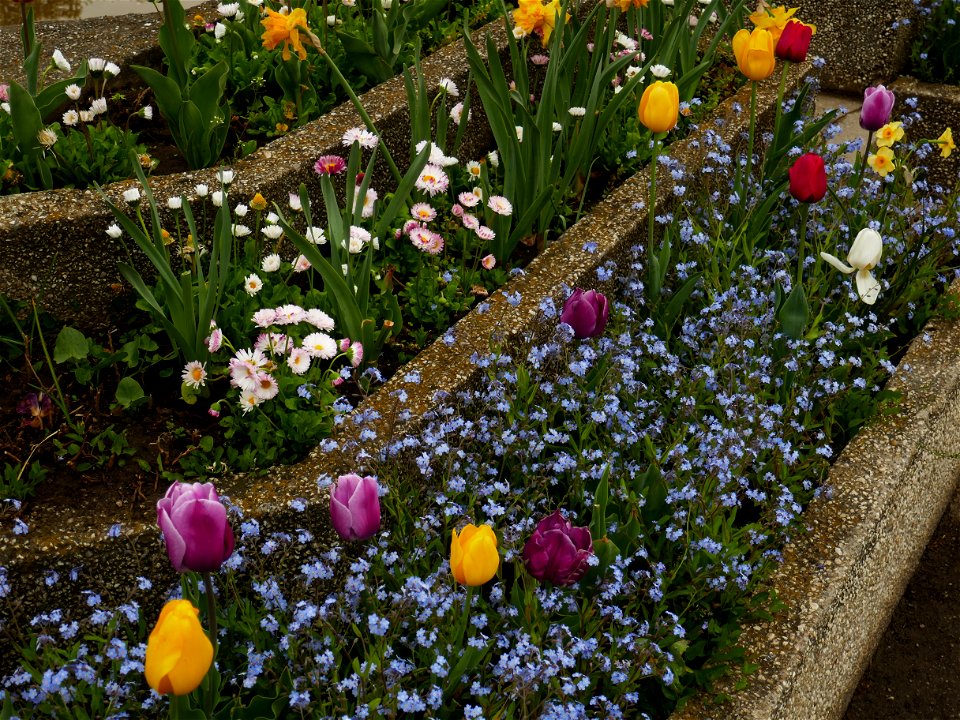 Herestrau Park in spring (106)