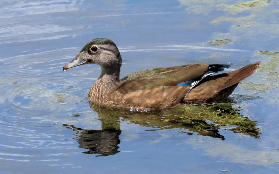 Wood Duck photo