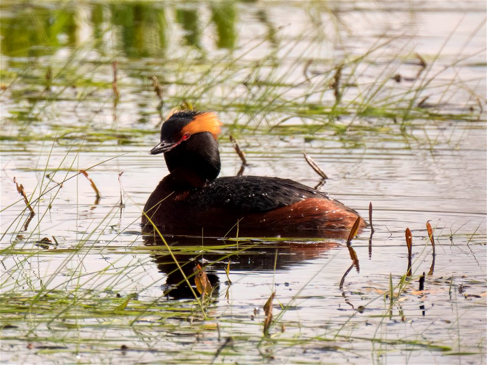 (Podicipediformes: Podicipedidae) Podiceps auritus, Horned grebe / Svarthakedopping