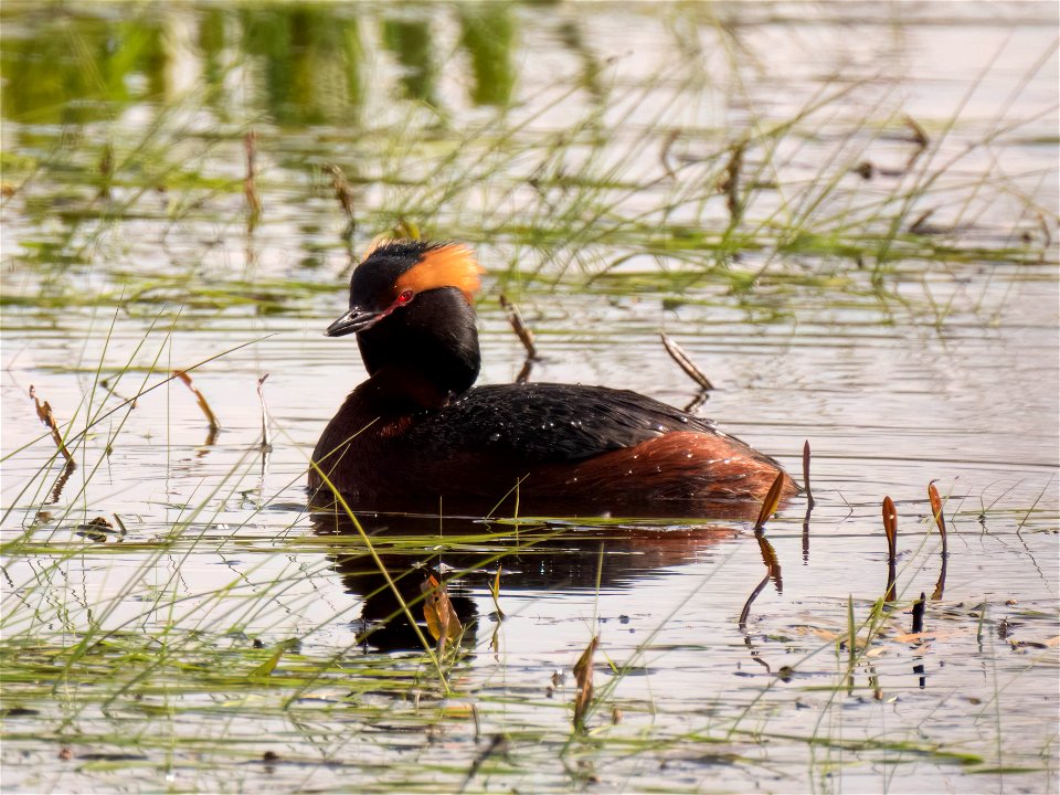 (Podicipediformes: Podicipedidae) Podiceps auritus, Horned grebe / Svarthakedopping photo