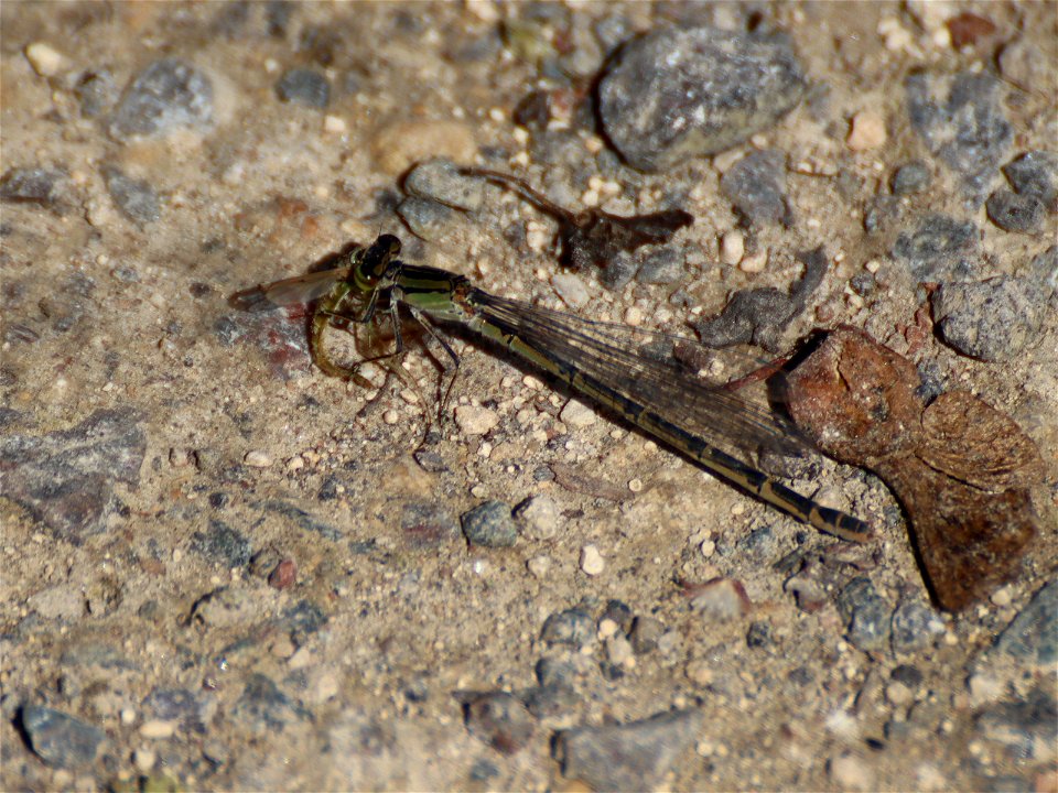 Damselfly at Lunch Time_02 photo