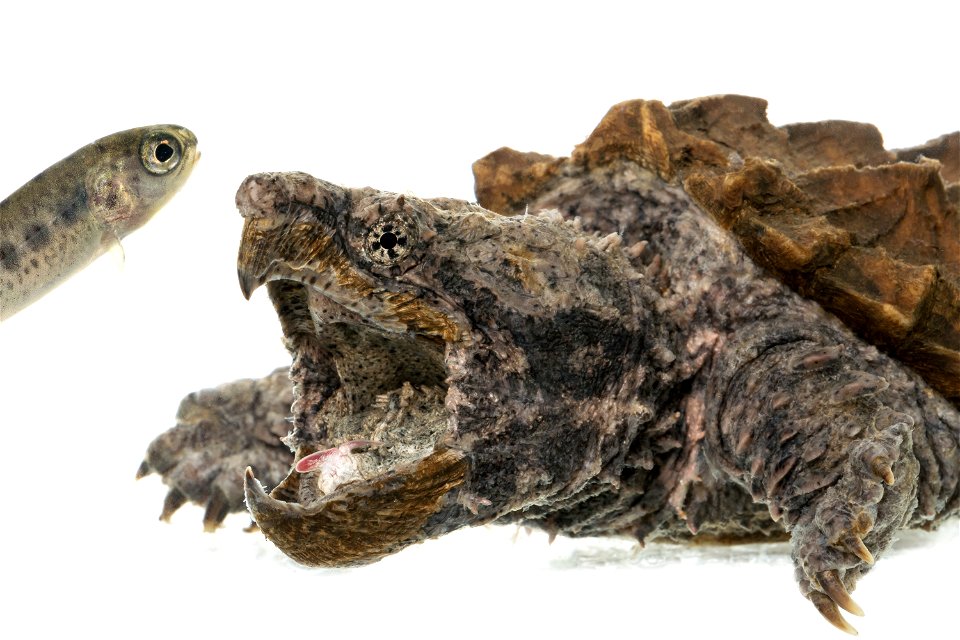 Alligator snapping turtle