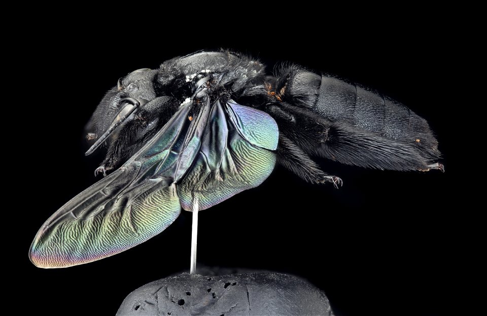 Xylocopa iridipennis, East Java, Indonesia, Left_2021-05-27-17.13.46 ZS PMax UDR CONTINUE THIS