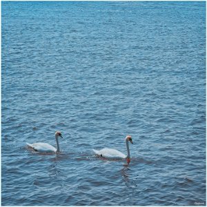 Swans photo