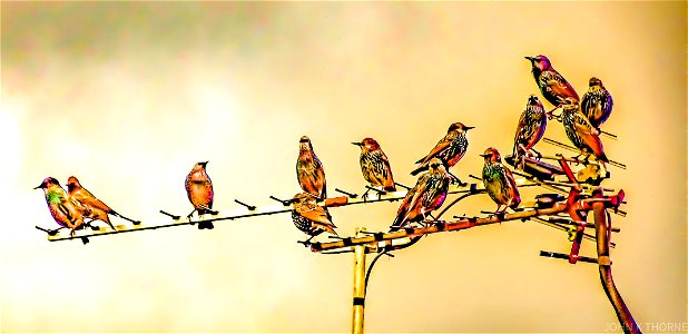 Television Ariel or Bird Perches