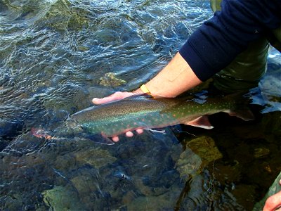Dolly Varden char being released photo