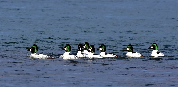 Common goldeneye at Seedskadee National Wildlife Refuge