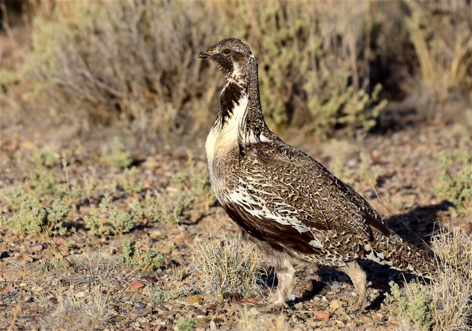 Greater sage-grouse at Seedskadee National Wildlife Refuge