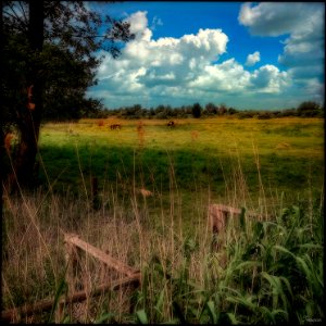 Draft Horses in their Meadow photo