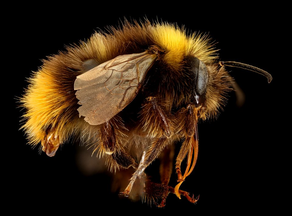 Bombus pratorum, m, right, G. Barendrecht, Netherlands_2022-01-06-16.37.32 ZS PMax UDR copy