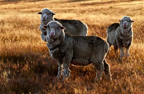 "Ewe lookin at me kid........"?