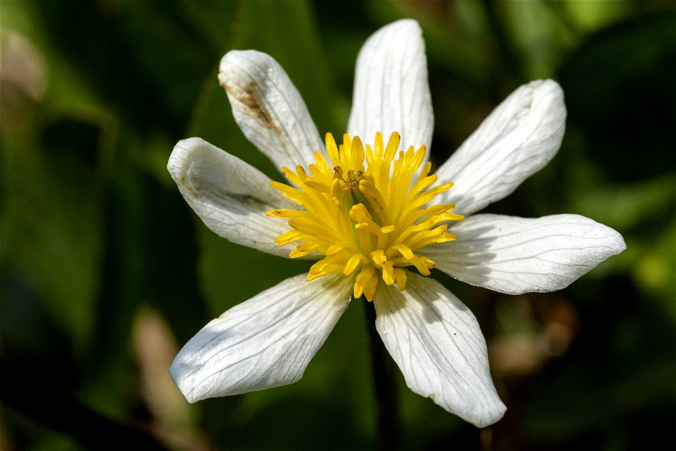 Caltha chionophila