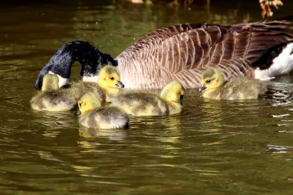 Canada Goslings photo