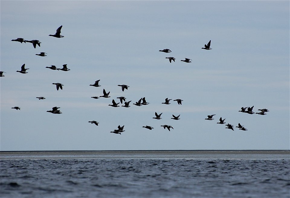 Brant at Izembek Lagoon
