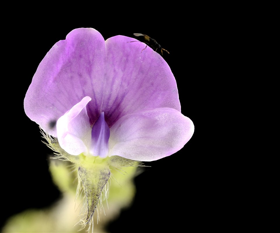 soybean full flower_2021-07-16-14.08.54 ZS PMax UDR