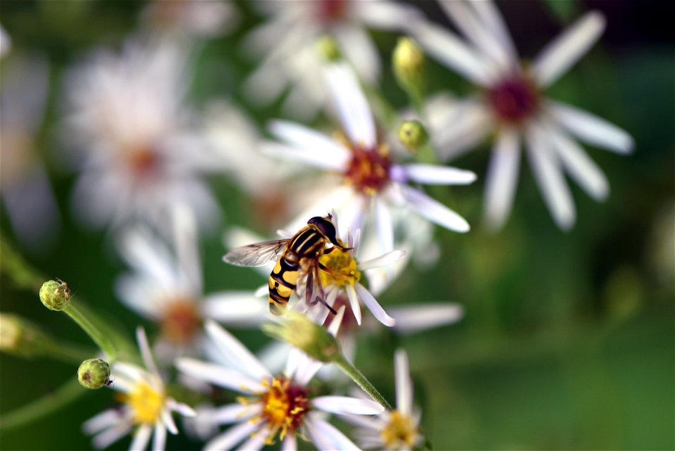 Narrow-headed marsh fly