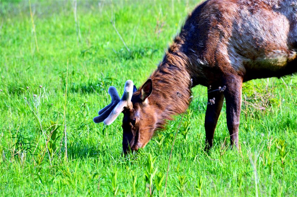 Elk at Neal Smith National Wildlife Refuge