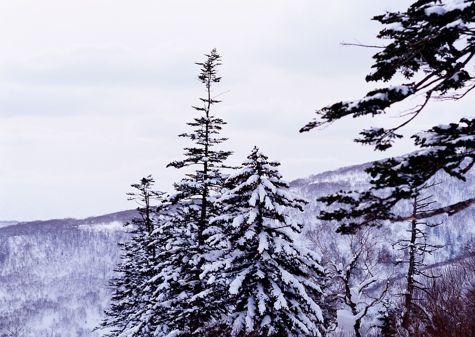 Snow covered trees under blue sky