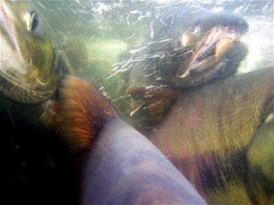 salmon migration photo