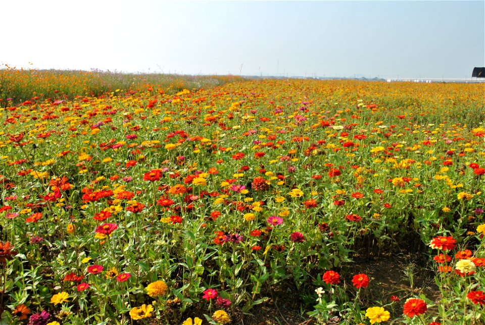 Cosmos Flowers photo