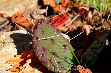 Prickly pear fruit photo