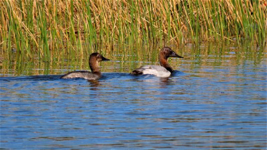 Canvasbacks
