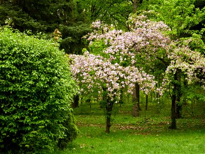 Herestrau Park in spring (22) photo