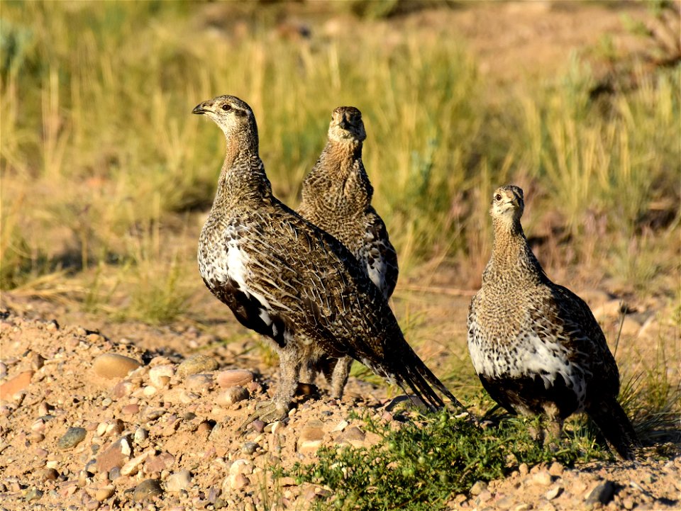 Greater sage-grouse at Seedskadee National Wildlife Refuge