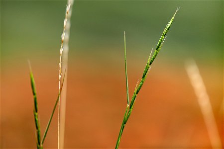 Elymus spicatus