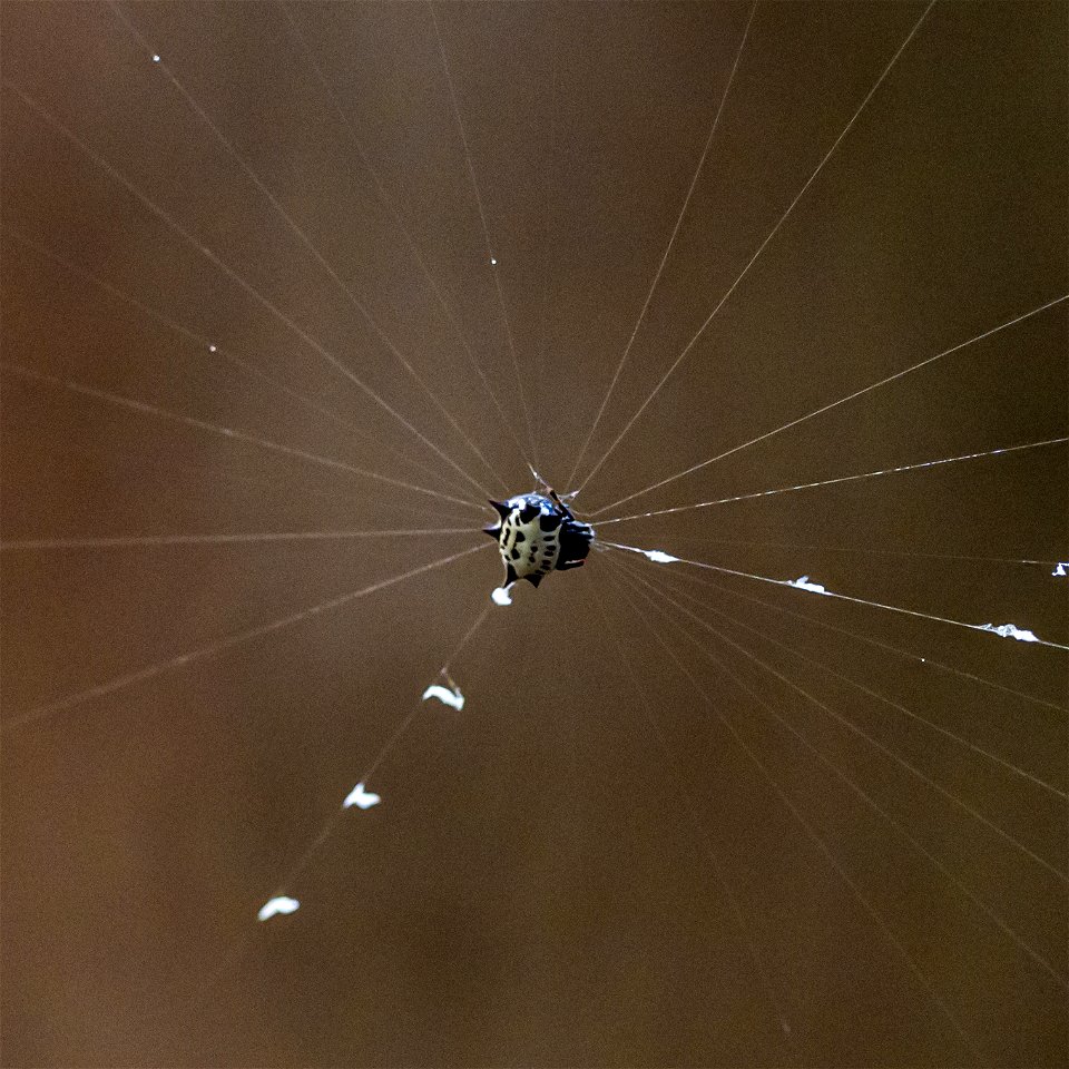 Day 264 - Spinybacked Orbweaver