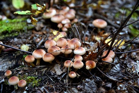 Fall fungi