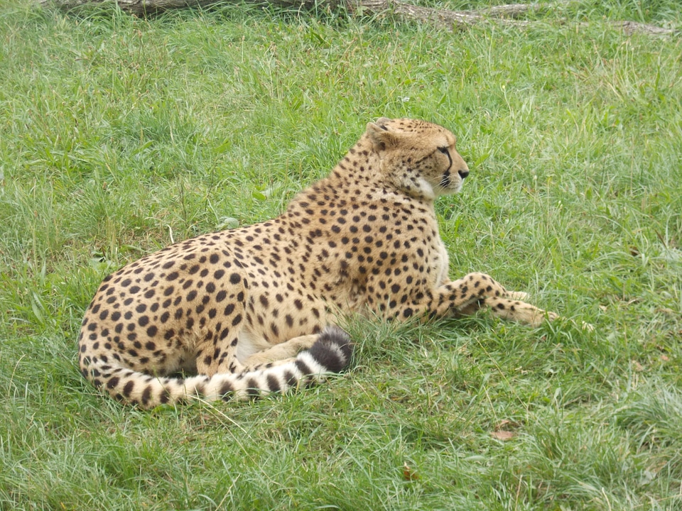 Cheetah resting in grass with legs crossed
