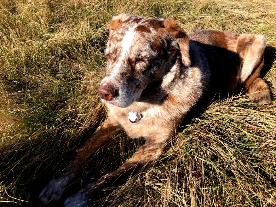 Meditating Life in the Grass