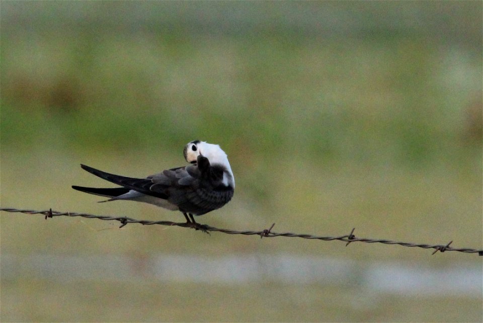 Black Tern Fall Plumage Huron Wetland Management District