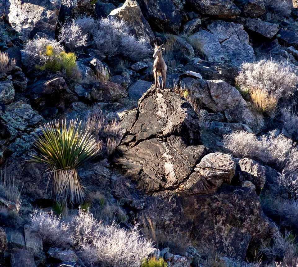 Desert Bighorn Sheep (Ovis candensis nelsoni)