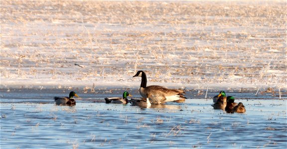 Spring Waterfowl Huron Wetland Management District photo