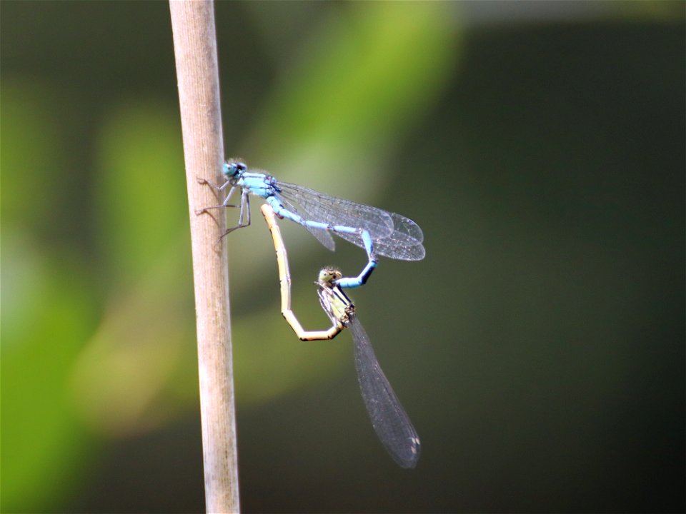 I Heart Damselflies photo