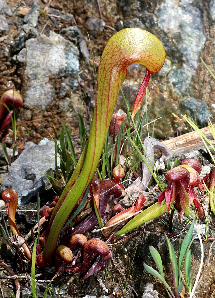 CALIFORNIA PITCHER-PLANT (Darlintonia californica) (6-1-2021) low divide road, del norte co, ca -02