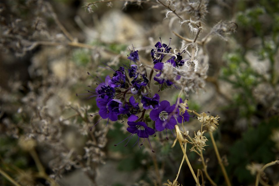 Parry's phacelia (Phacelia parryi) near Pinto Mountain