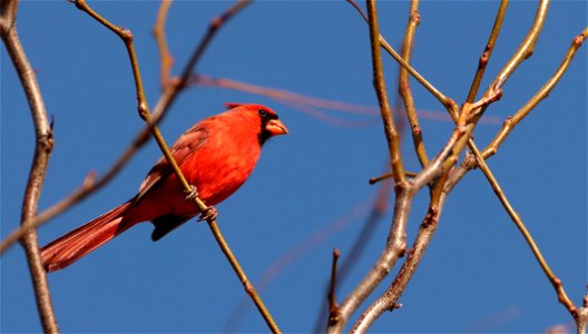Northern Cardinal Lake Andes Wetland Management District photo