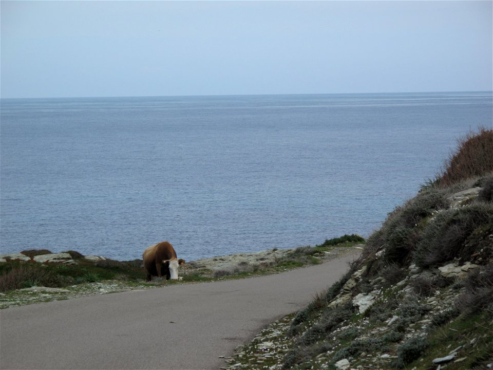 Vache sur la route de Barcaggio, Ersa, Haute-Corse