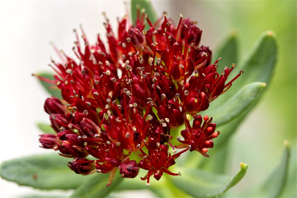 Rhodiola integrifolia